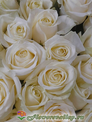 Аваланш 51 штука