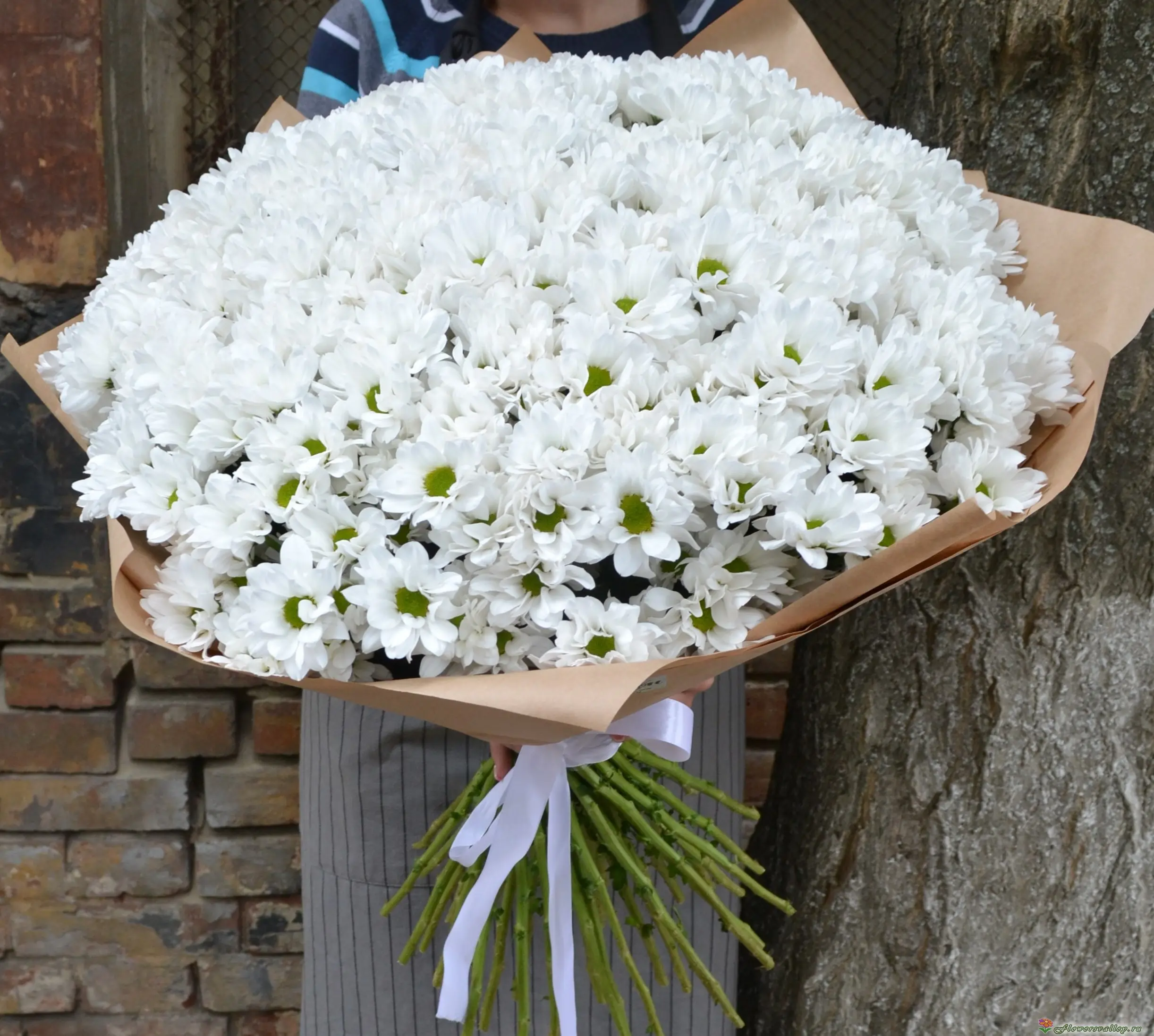 Хризантема кустовая баккарди белая