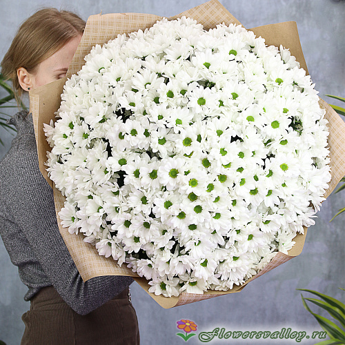 Букет из 51 белых хризантем. Сорт Бакарди