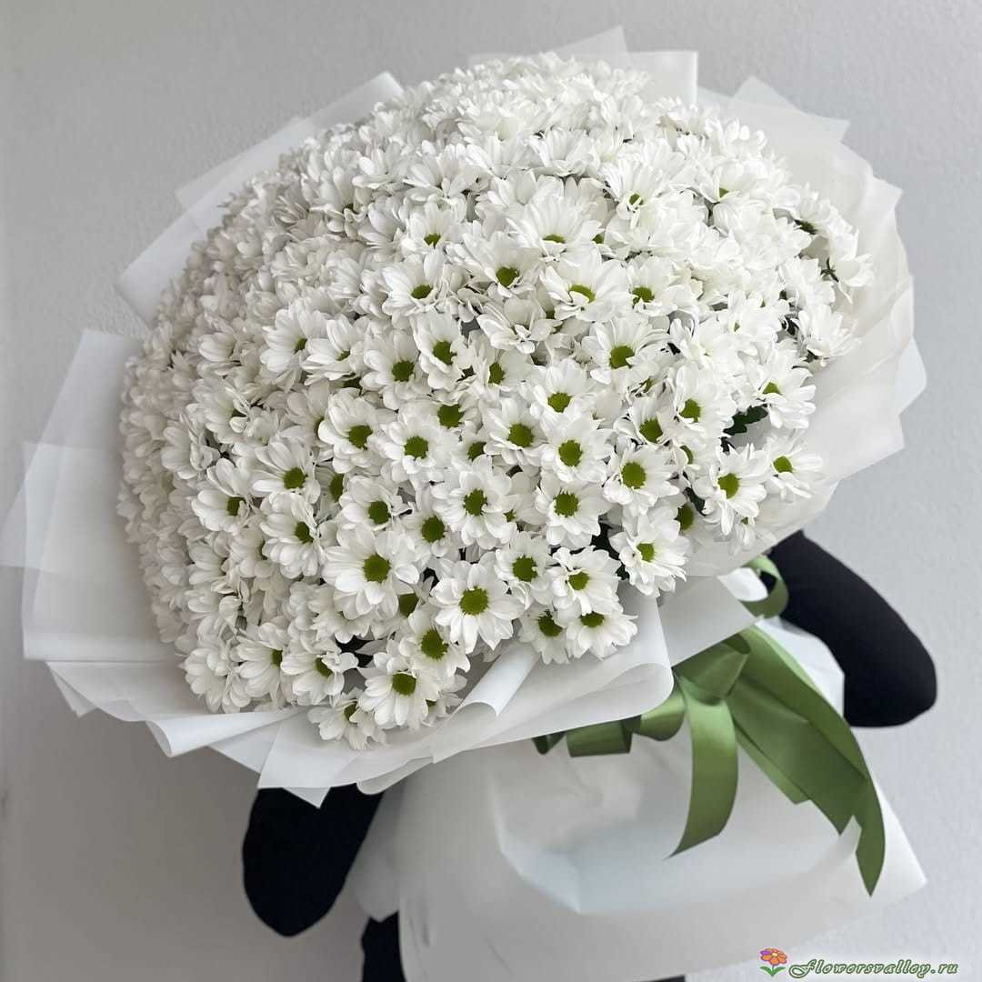 Букет из 51 белых хризантем. Сорт Бакарди