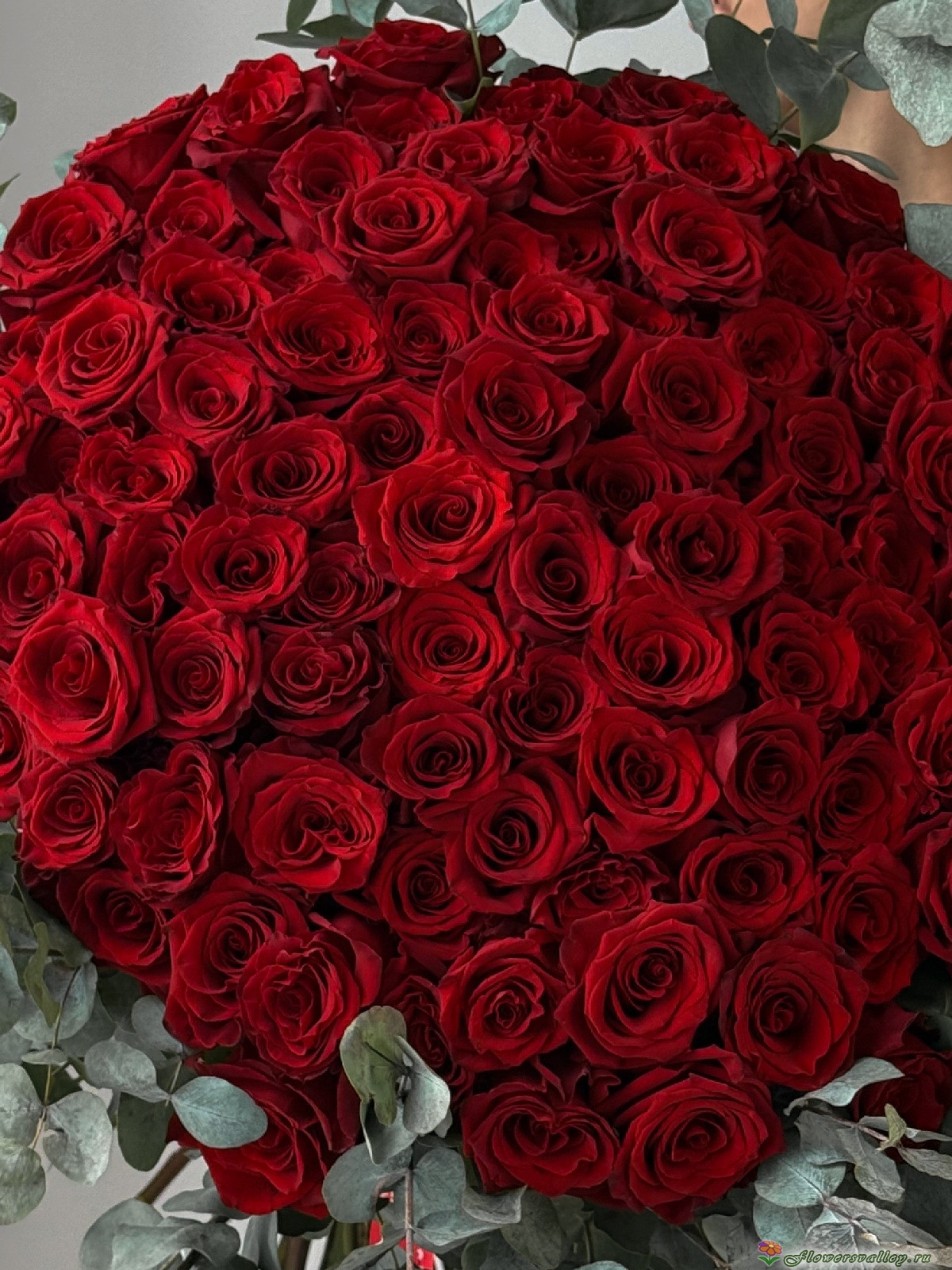 101 красная роза