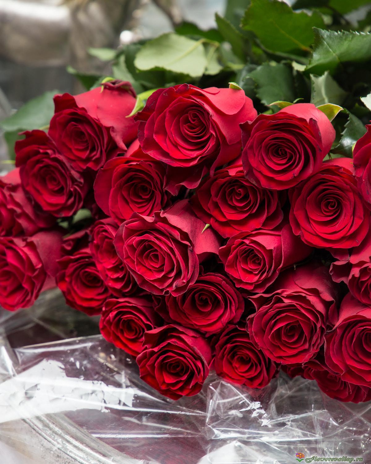 Букет из 35 красных роз, сорт "Explorer"