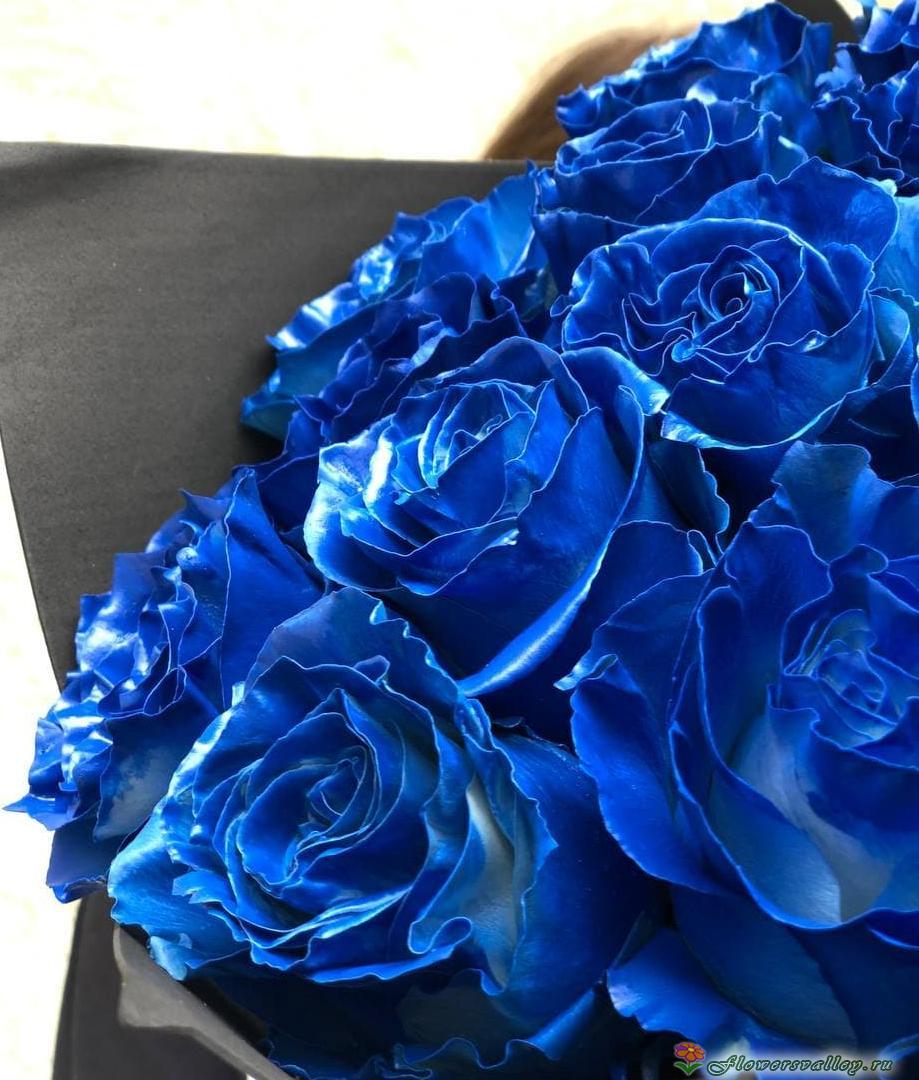 15 синих роз