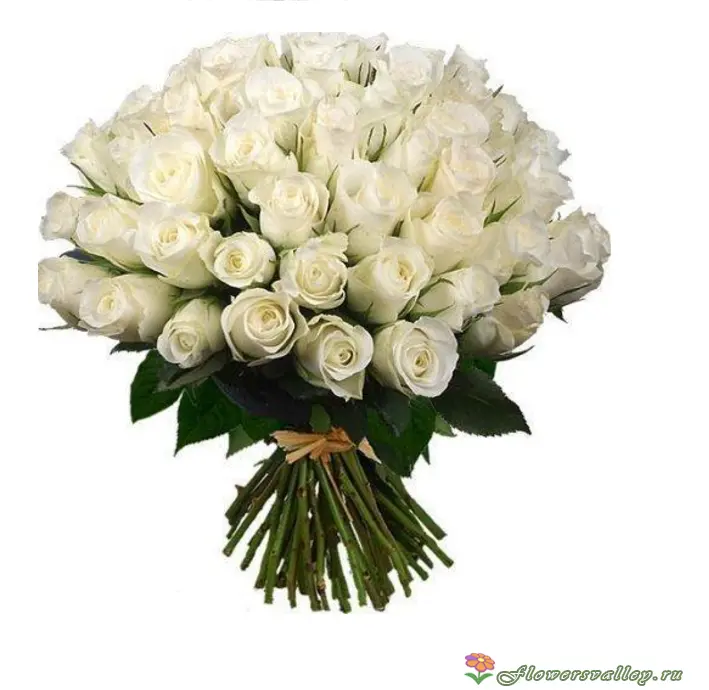 Букет из 51 белой розы (пр-во Эквадор, сорт "Мондиаль")