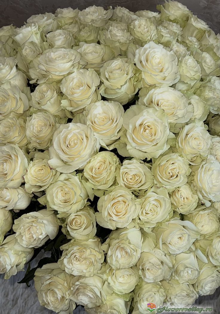 Букет из  белых роз (пр-во Эквадор, сорт "Мондиаль")