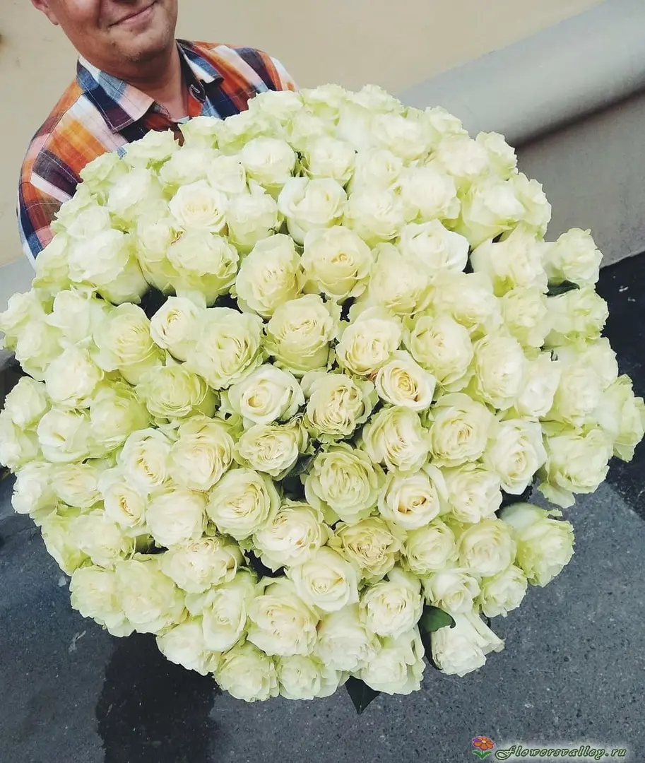 Букет из 101 белой розы (пр-во Эквадор, сорт "Мондиаль")