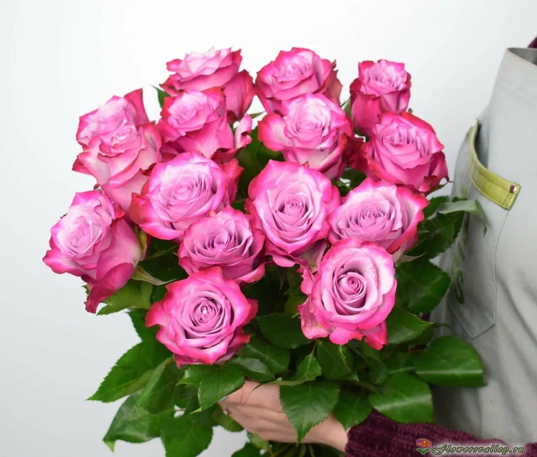 Букет из 15 розовых роз (пр-во Эквадор)