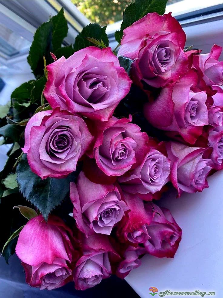 Букет  сиреневых роз, сорт "Deep Purple"