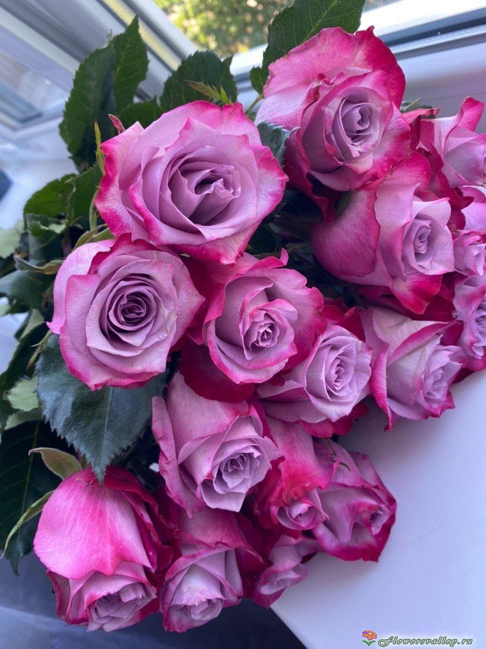 Букет  сиреневых роз, сорт "Deep Purple"
