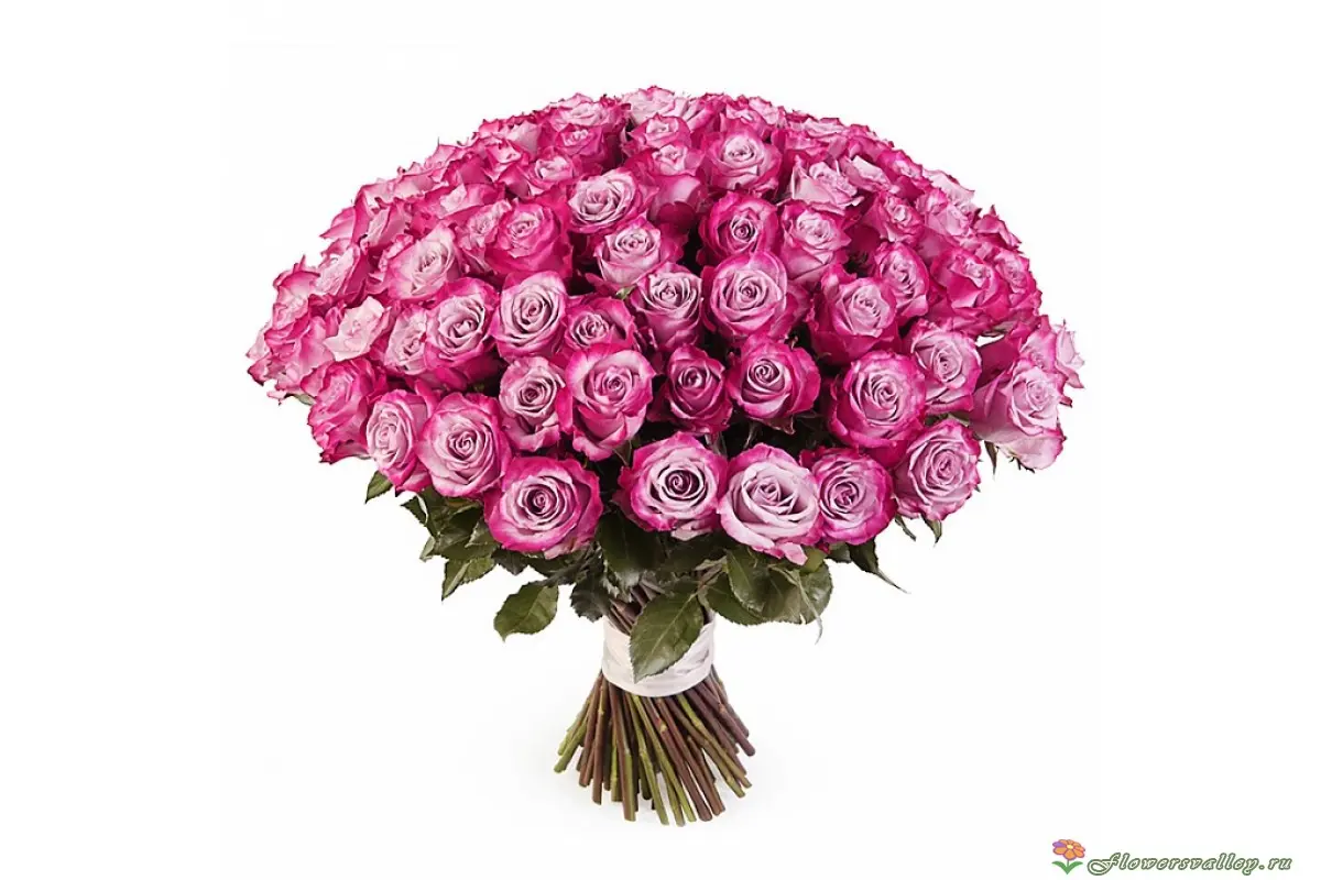 Букет из 51 розовой розы (пр-во Эквадор)