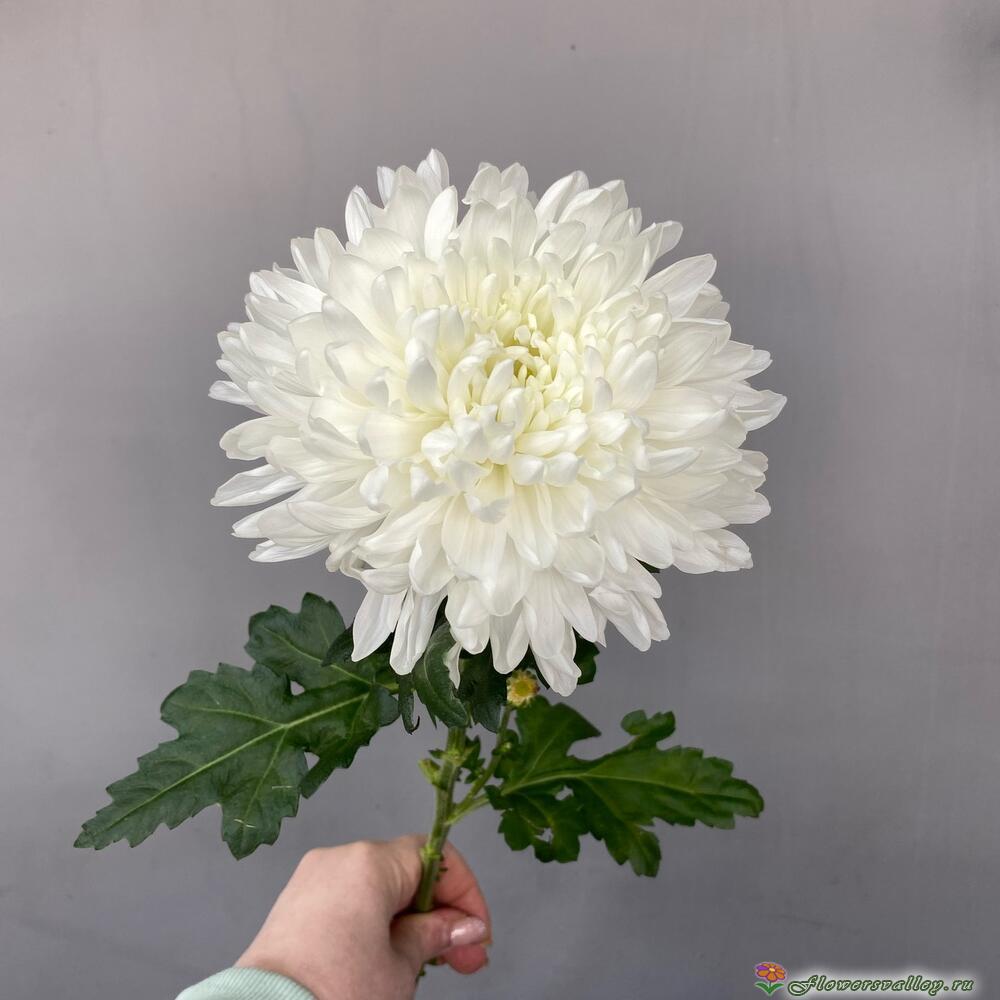 Хризантема одноголовая 