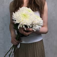 Хризантема одноголовая 