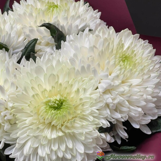 хризантема одноголовая 5 штук