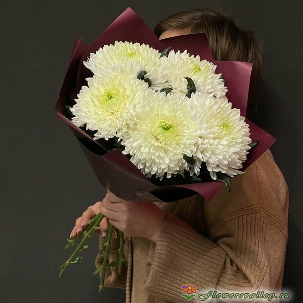 хризантема одноголовая 5 штук