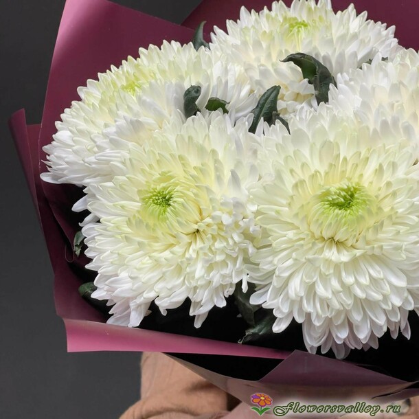 хризантема одноголовая 5 штук