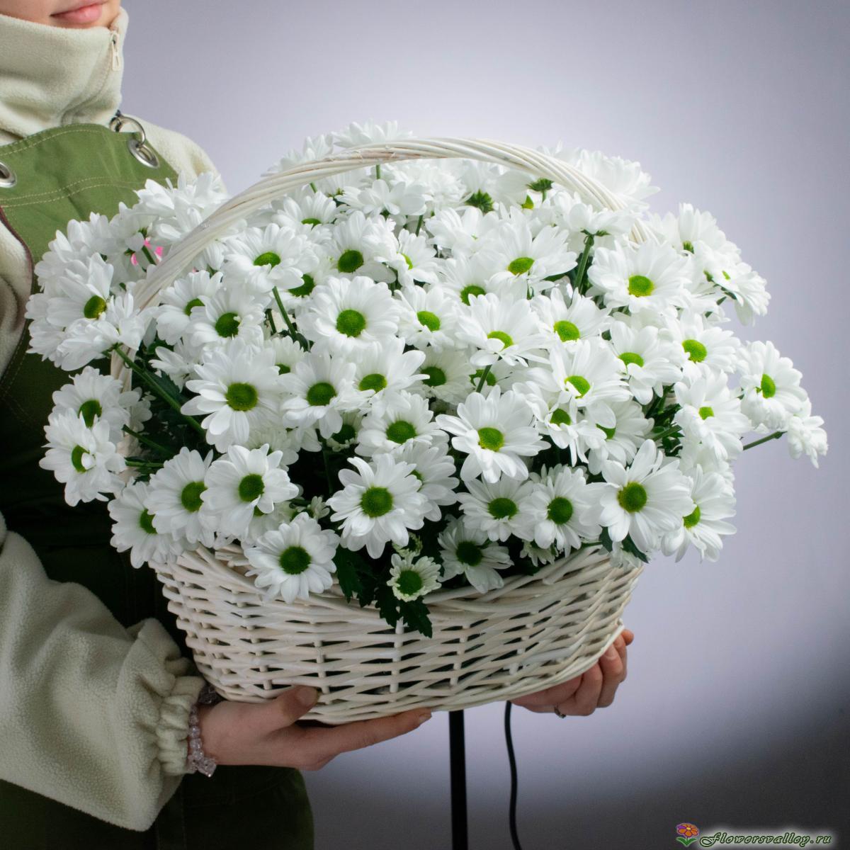 25 хризантем