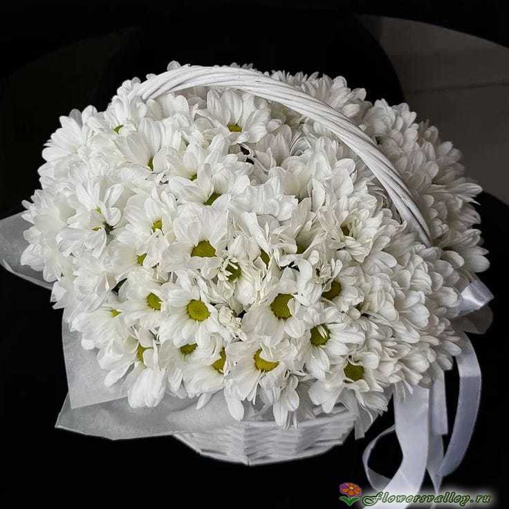 25 хризантем