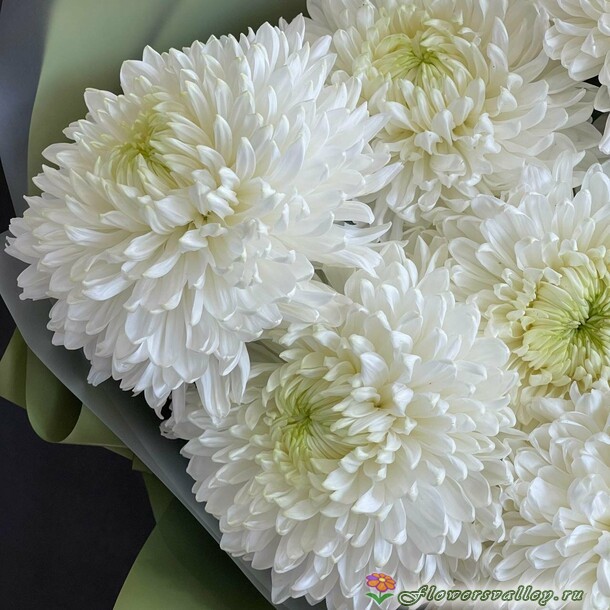 букет 7 хризантем одноголовых