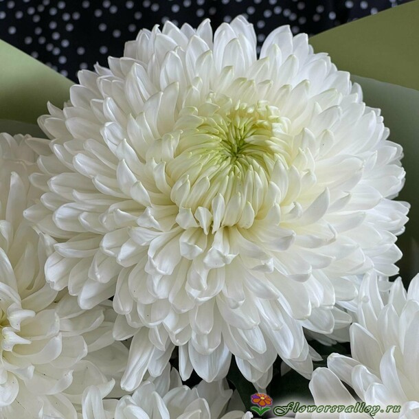 букет 7 хризантем одноголовых