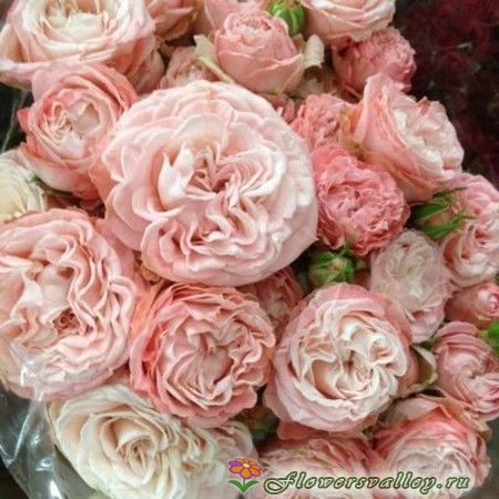 кустовые розы