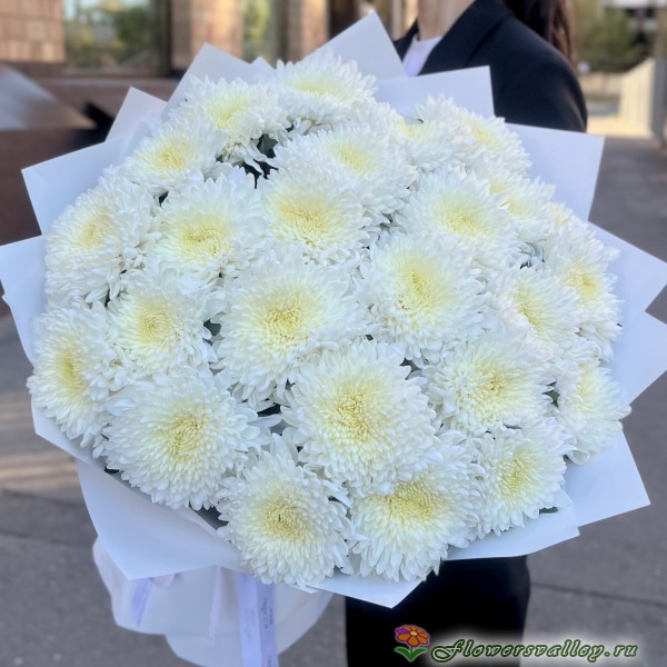 хризантема магнум 25 штук