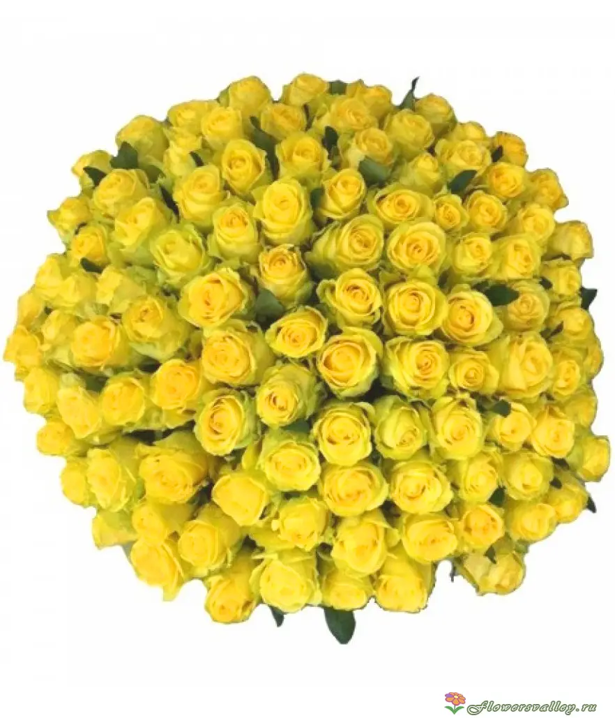 Букет из 101 желтой розы. Фото 2