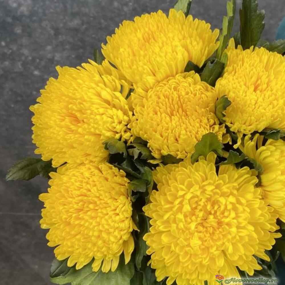7 желтых хризантем магнум