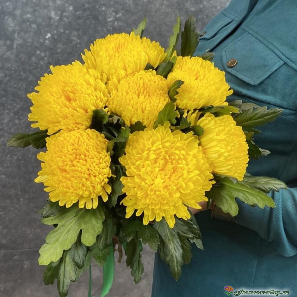 7 желтых хризантем магнум