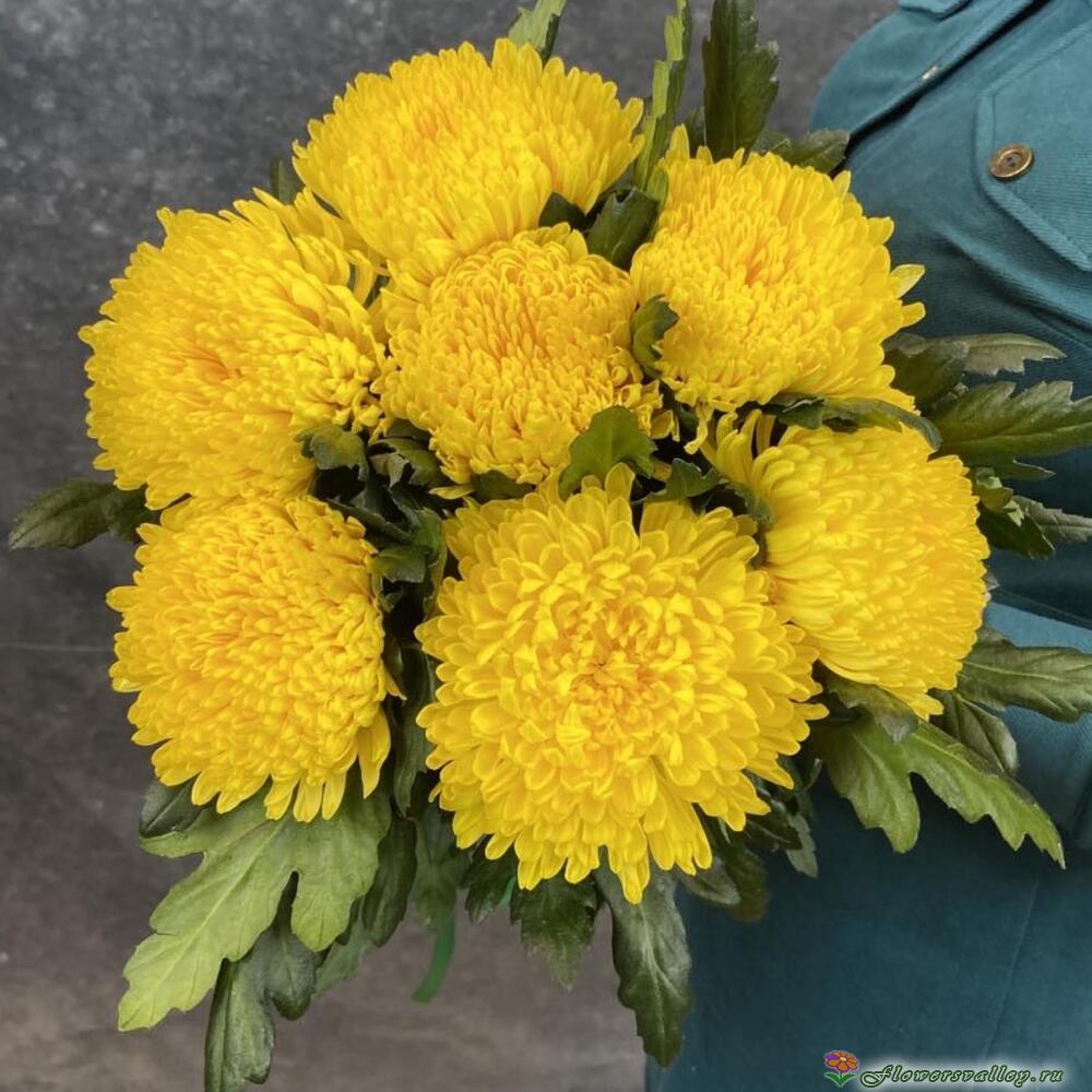 7 желтых хризантем магнум