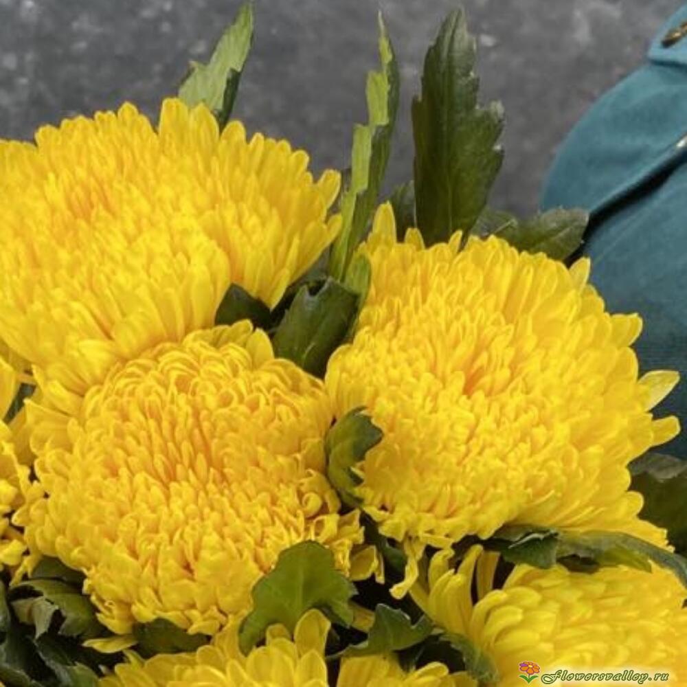 7 желтых хризантем магнум