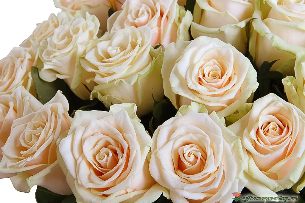 Букет из 25 кремовых роз. Фото 2