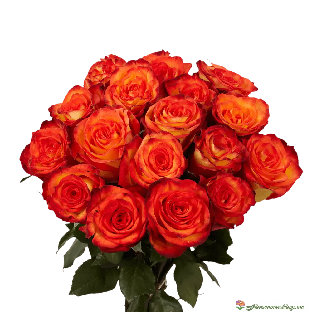 Букет из 15 оранжевых роз (пр-во Эквадор, сорт "хай мэджик")