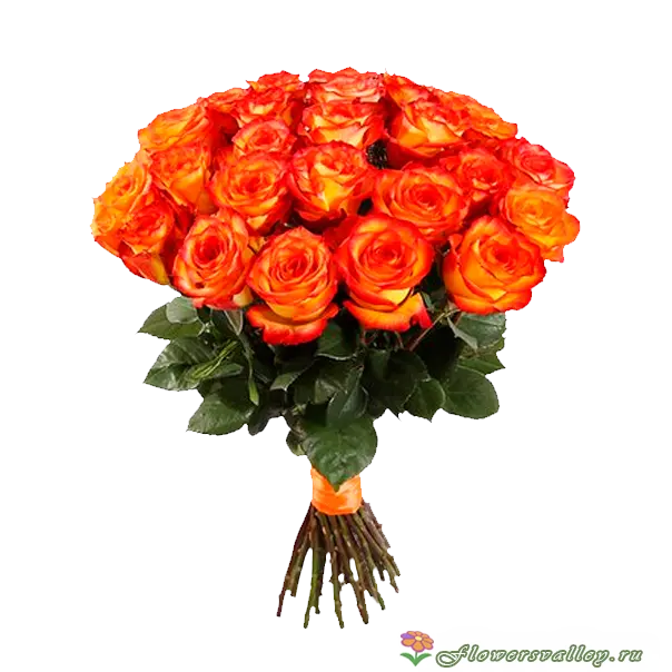 Букет из 25 красных роз (пр-во Эквадор, сорт "хай мэджик")