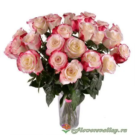 Букет из 25 бело-розовых роз (пр-во Эквадор, сорт "свитнесс")