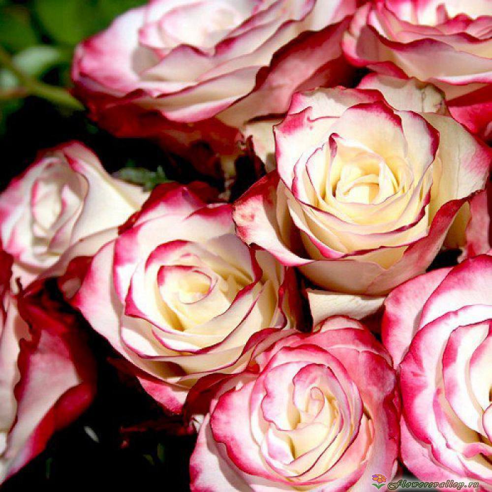 Букет из 25 бело-розовых роз (пр-во Эквадор, сорт "свитнесс")