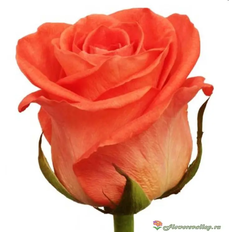 Роза оранжевая "Вау"