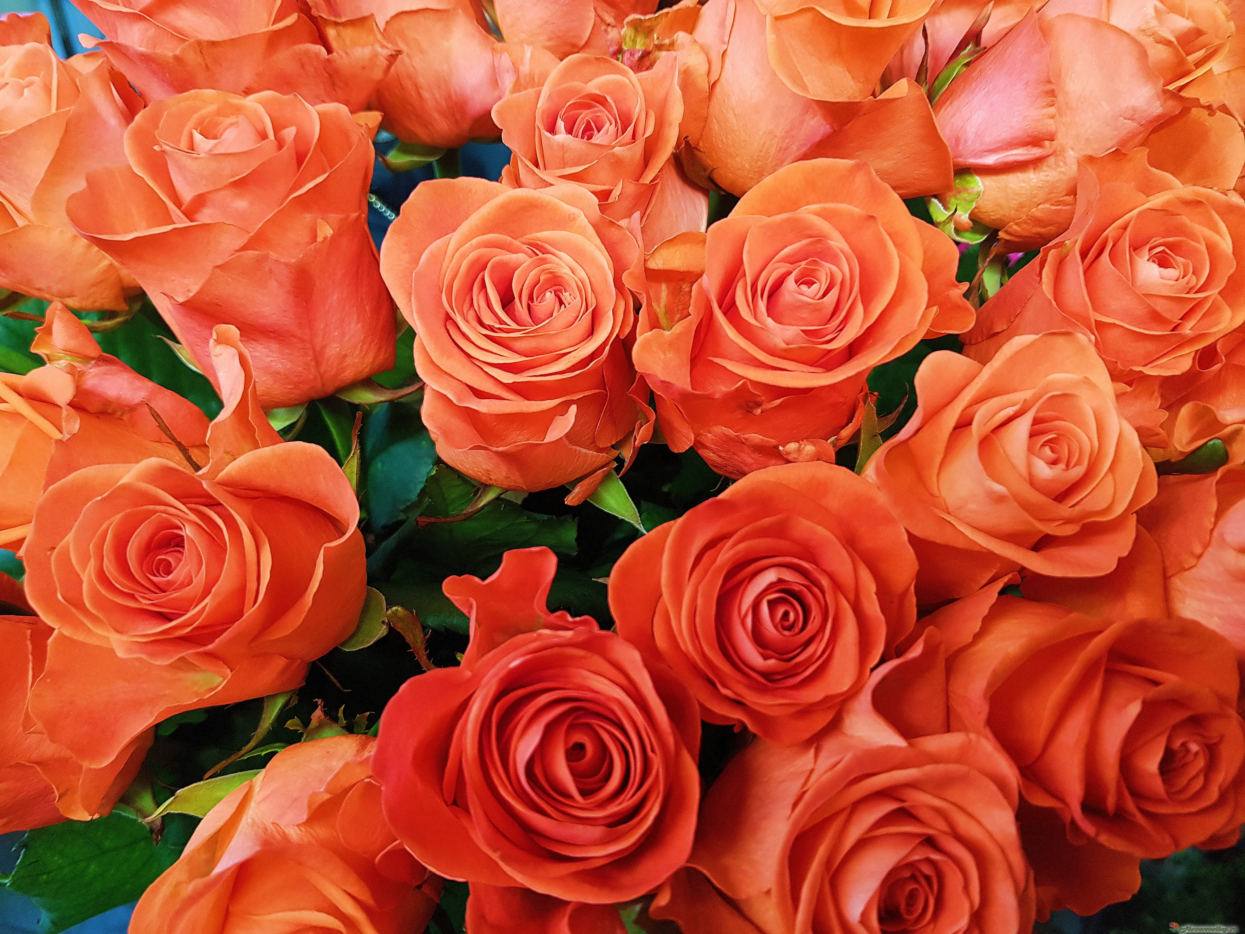 Оранжевая роза Вау