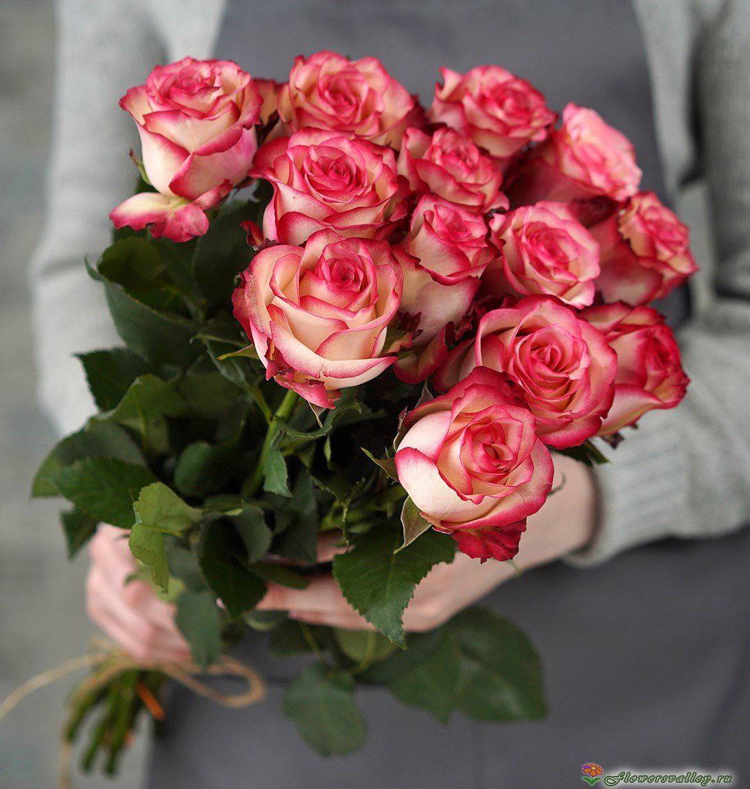 Букет из 15 бело-розовых роз (пр-во Эквадор, сорт "свитнесс")