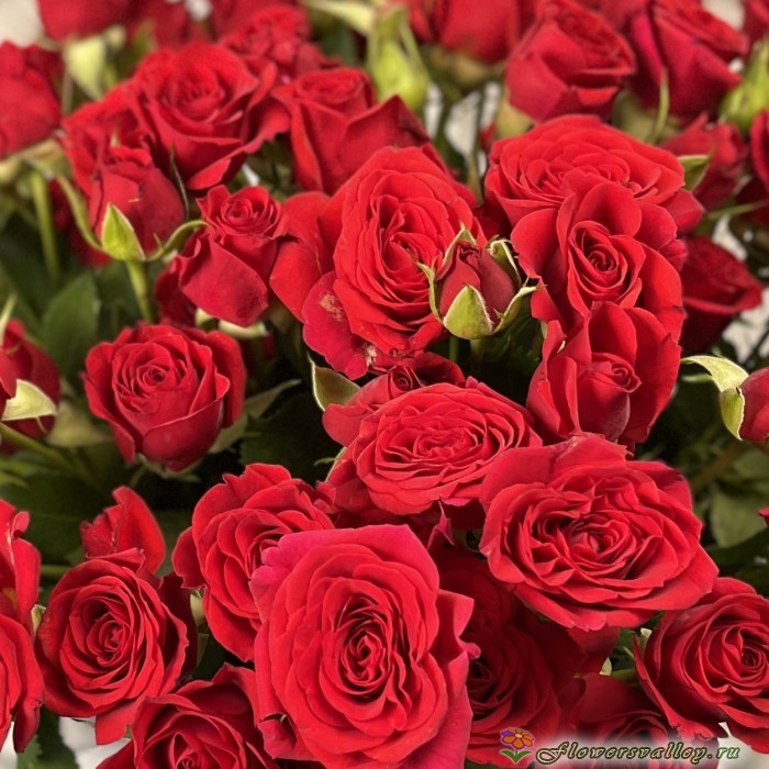 Букет из красных кустовых роз, 25 шт.