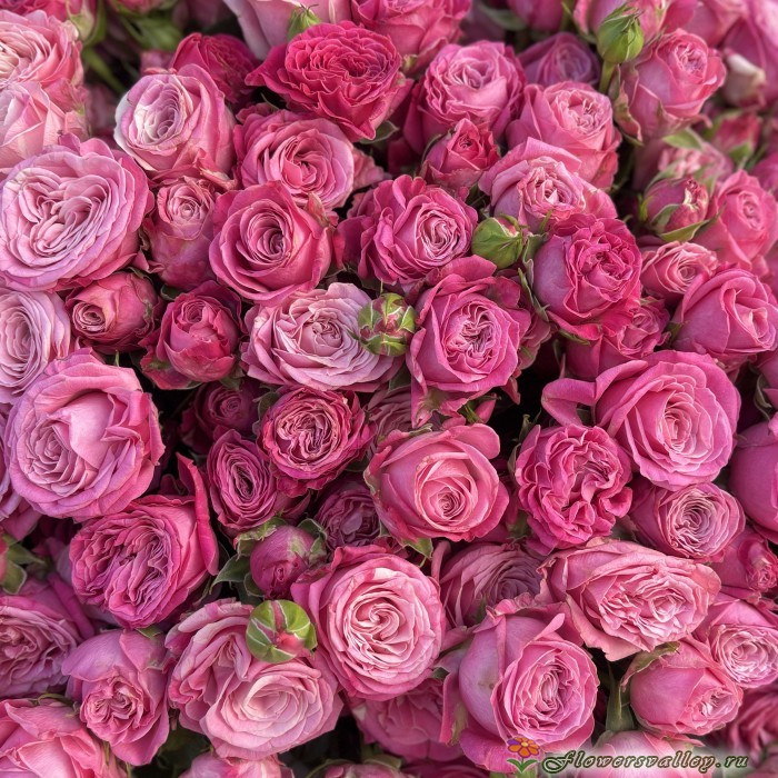 51 пионовидная роза