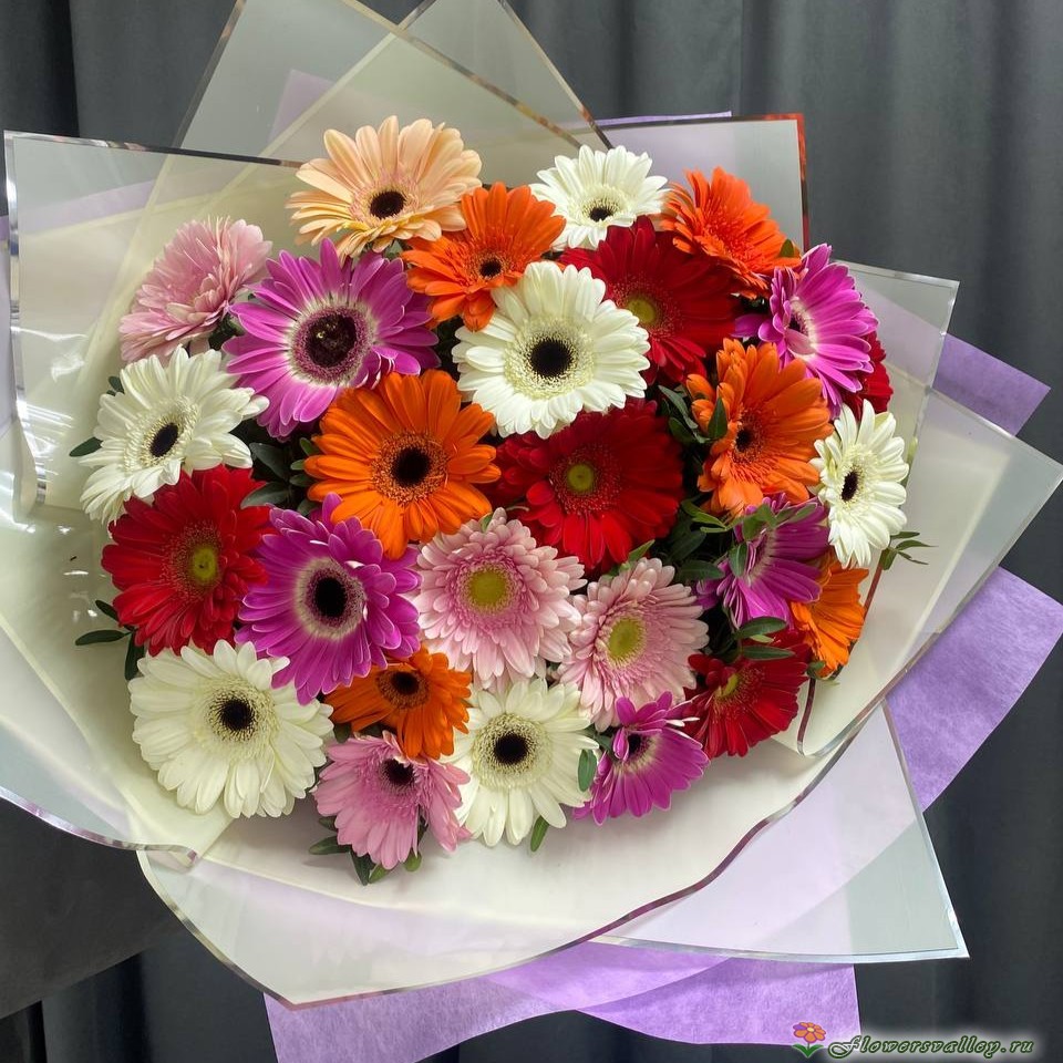 35 разноцветных гербер