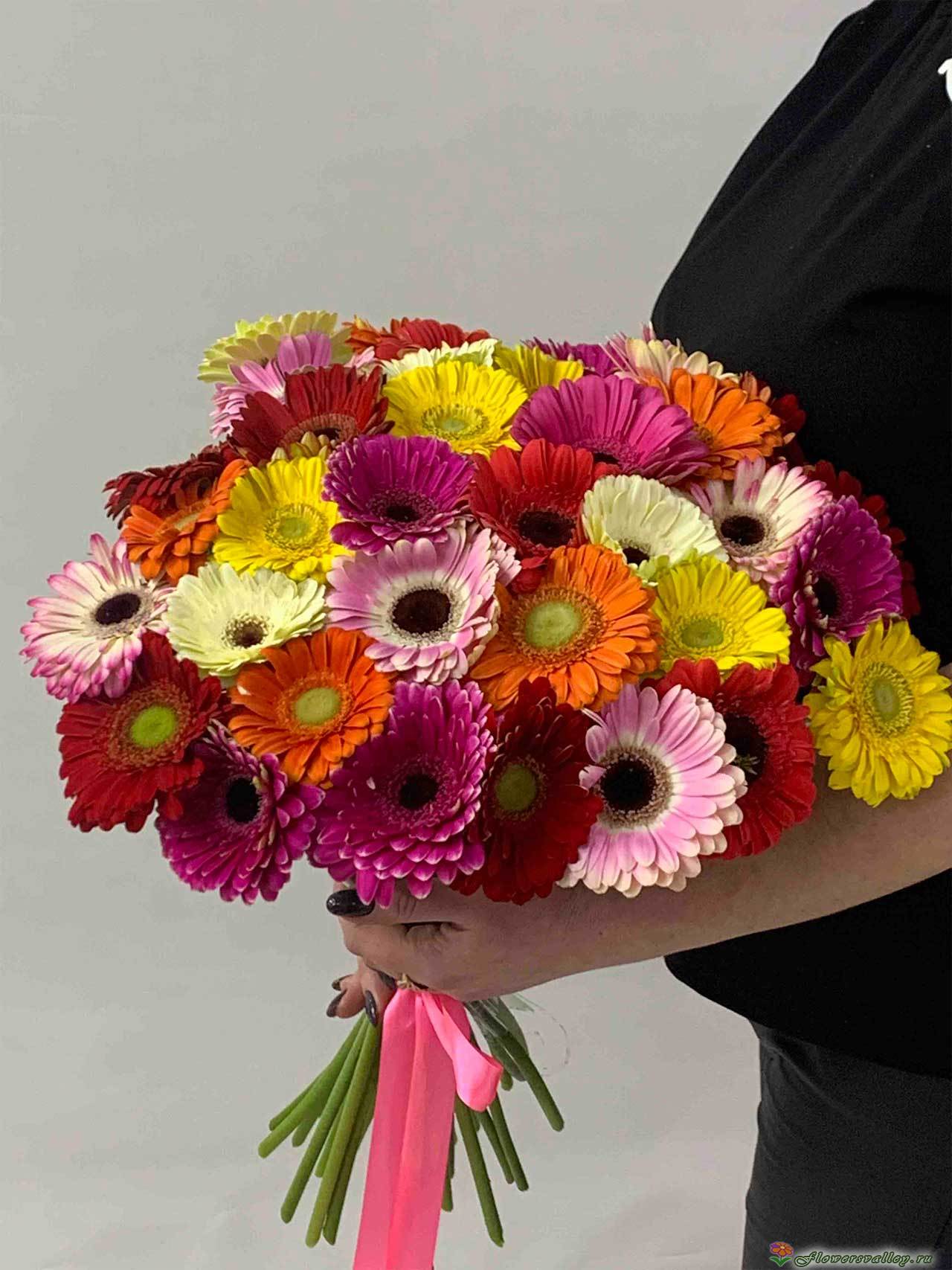 35 разноцветных гербер