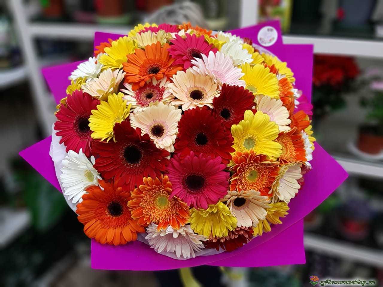 35 разноцветных гербер
