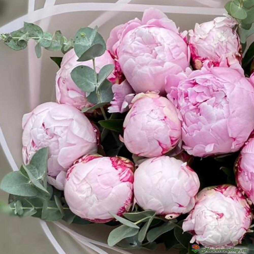 Розовые пионы с эвкалиптом 15 шт.
