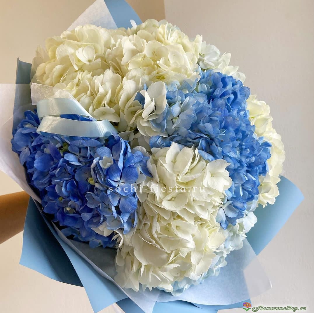 Букет из белой и голубой гортензии