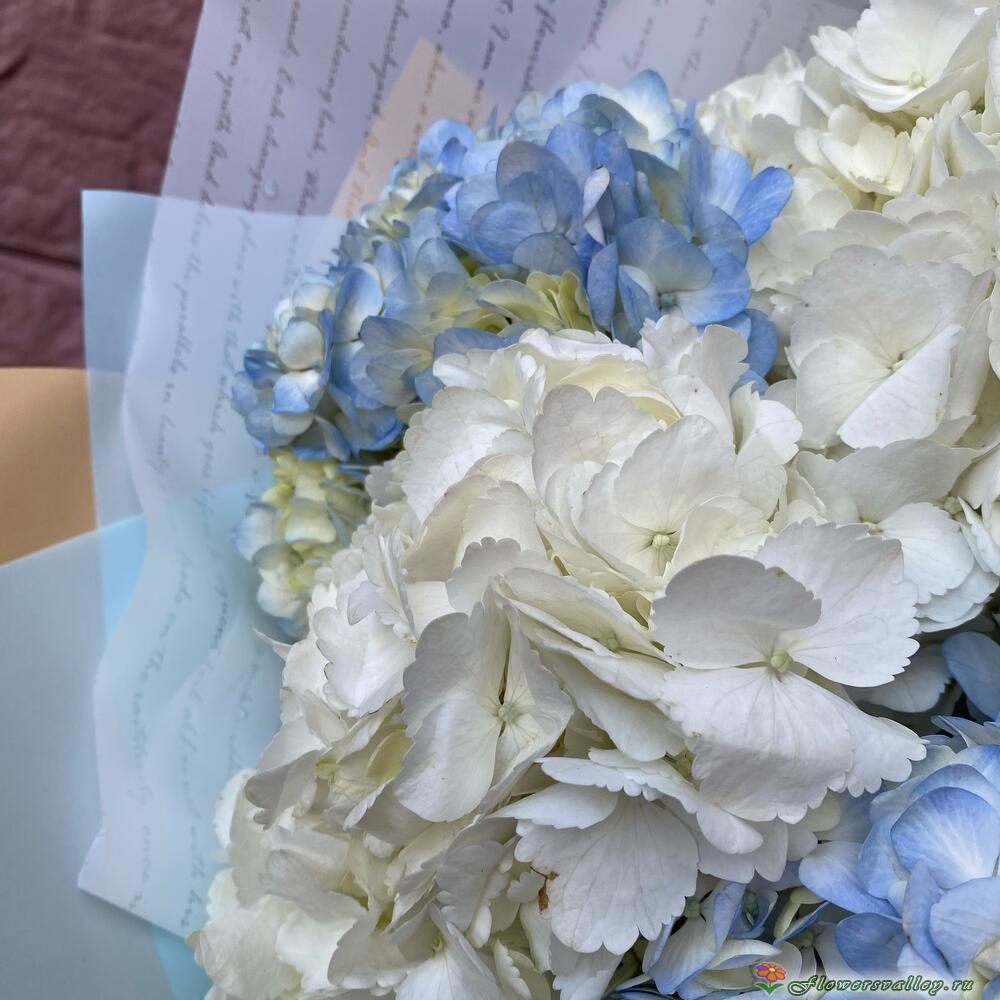 Букет из белой и голубой гортензии, 9 шт.