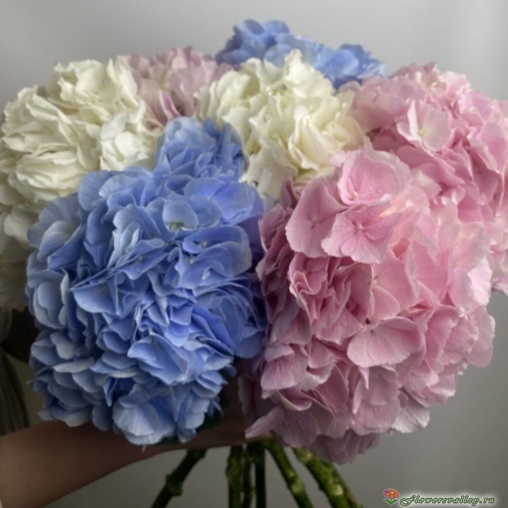 Букет из разноцветных гортензий, 7 шт.