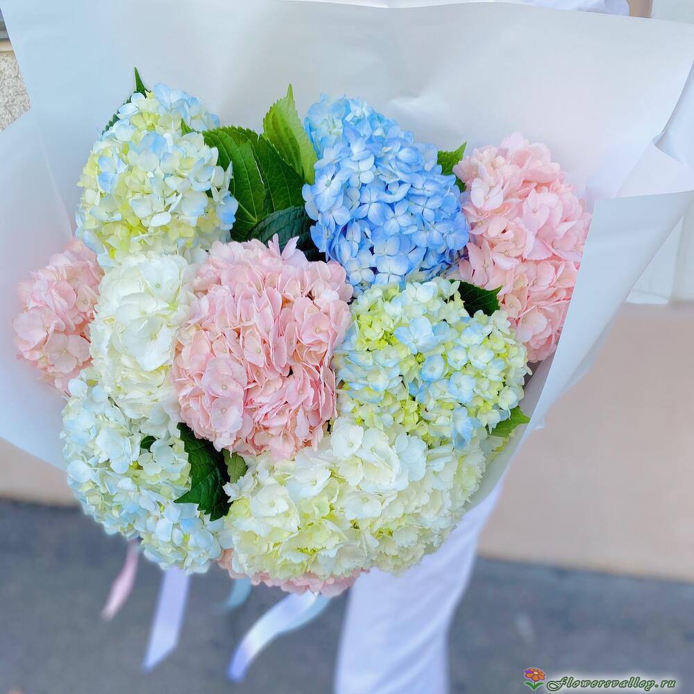 Букет из разноцветных гортензий, 11 шт.