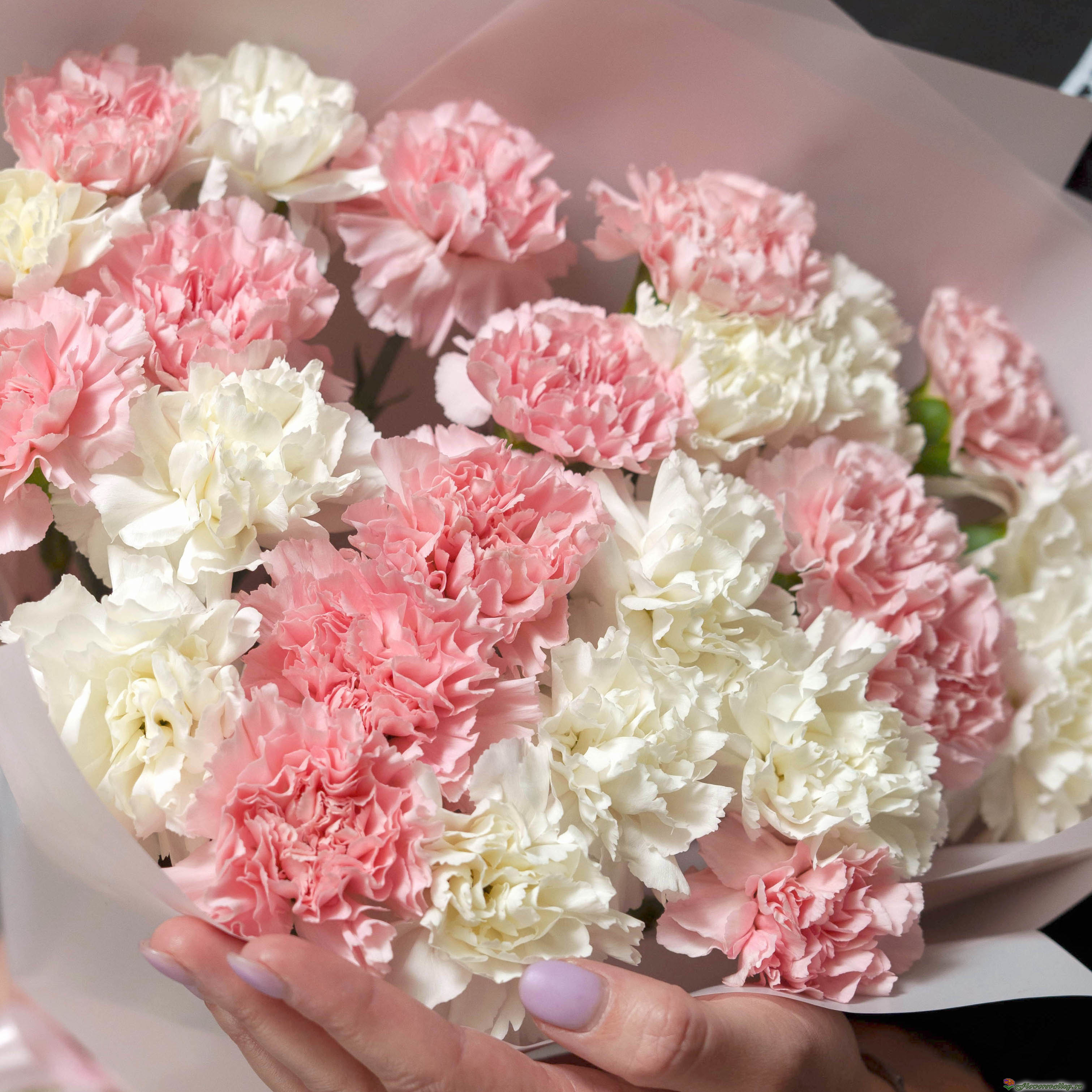 Букет из гвоздик и эвкалипта, 25 шт