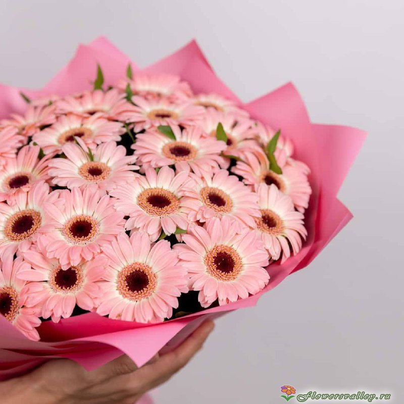 Букет из 25 розовых гербер